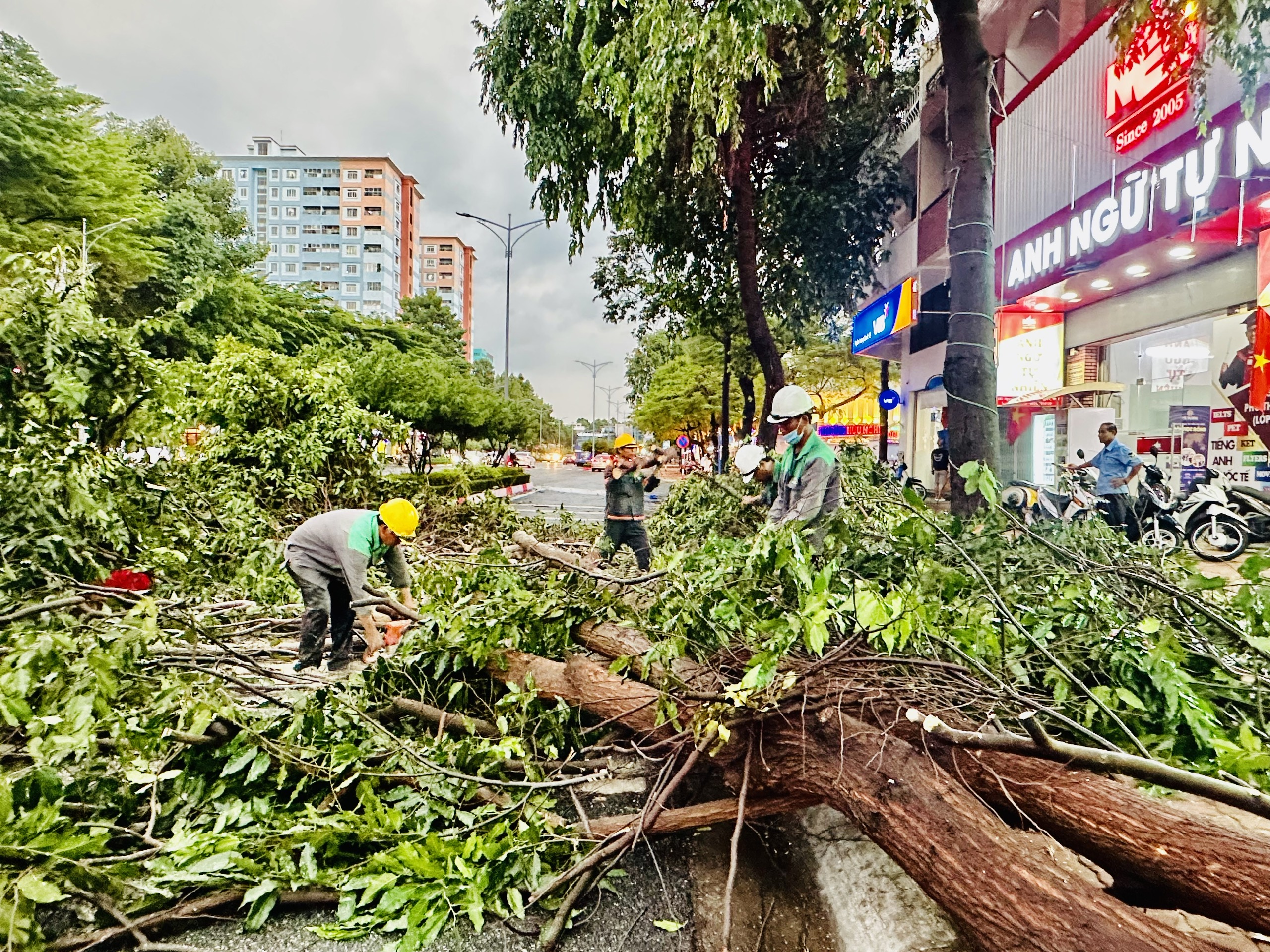 Công nhân UPC giải tỏa cây sao bị gãy, đổ trên đường Nguyễn Thái Học vào chiều tối 25/5