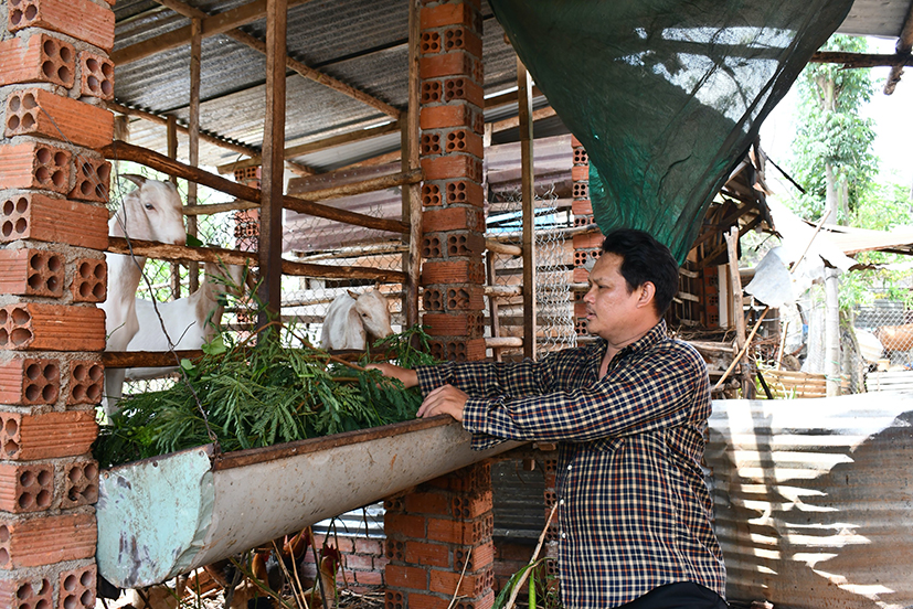 Ông Nguyễn Văn Cần (thôn 1, xã Bình Trung, huyện Châu Đức) được hỗ trợ con giống để phát triển kinh tế từ chương trình của tỉnh.