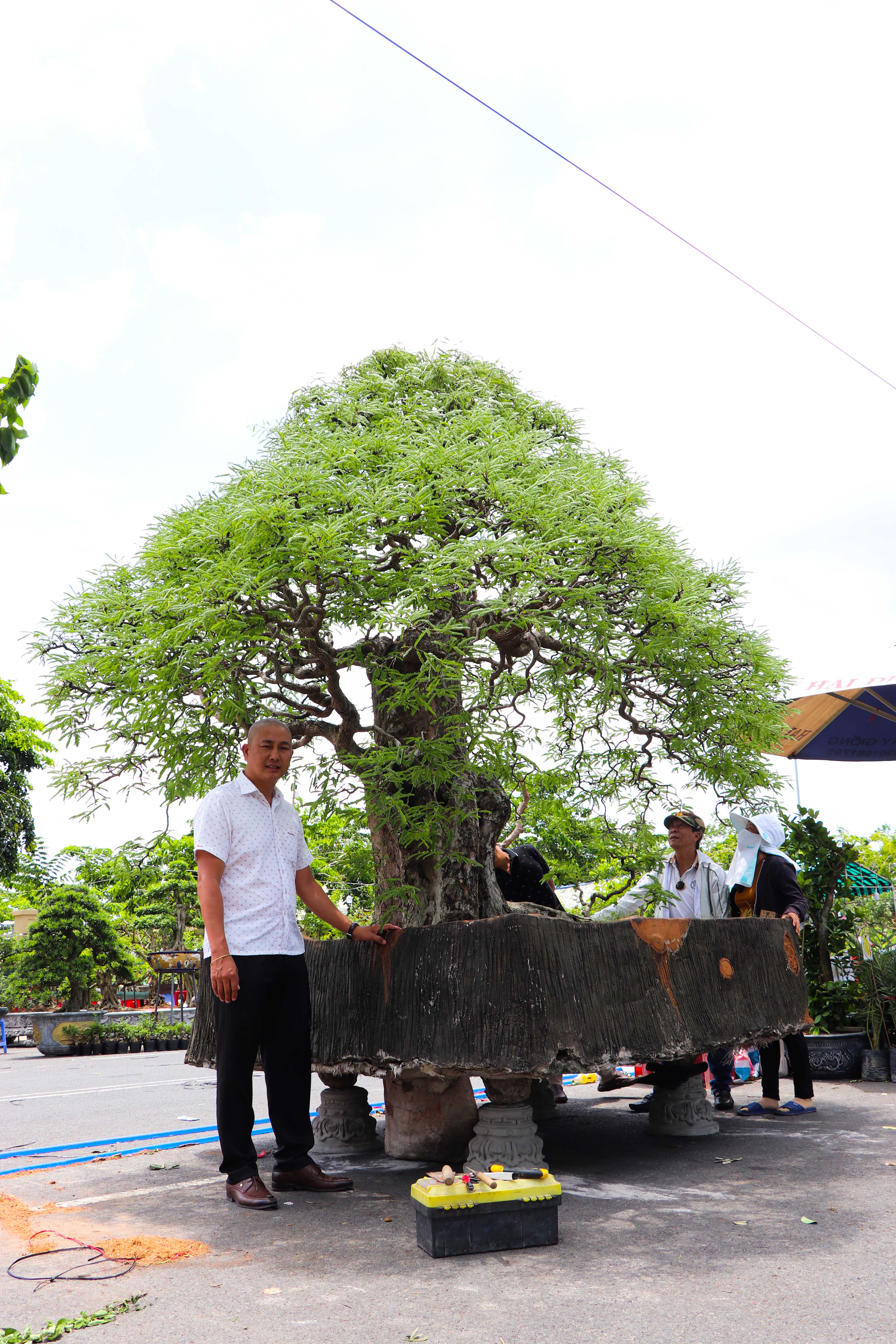 Ông Nguyễn Thanh Trang, Phó Giám đốc Công ty Tài năng Việt bên gốc me khoảng 100 năm tuổi được trưng bày tại hội chợ, có giá bán gần 1 tỷ đồng.