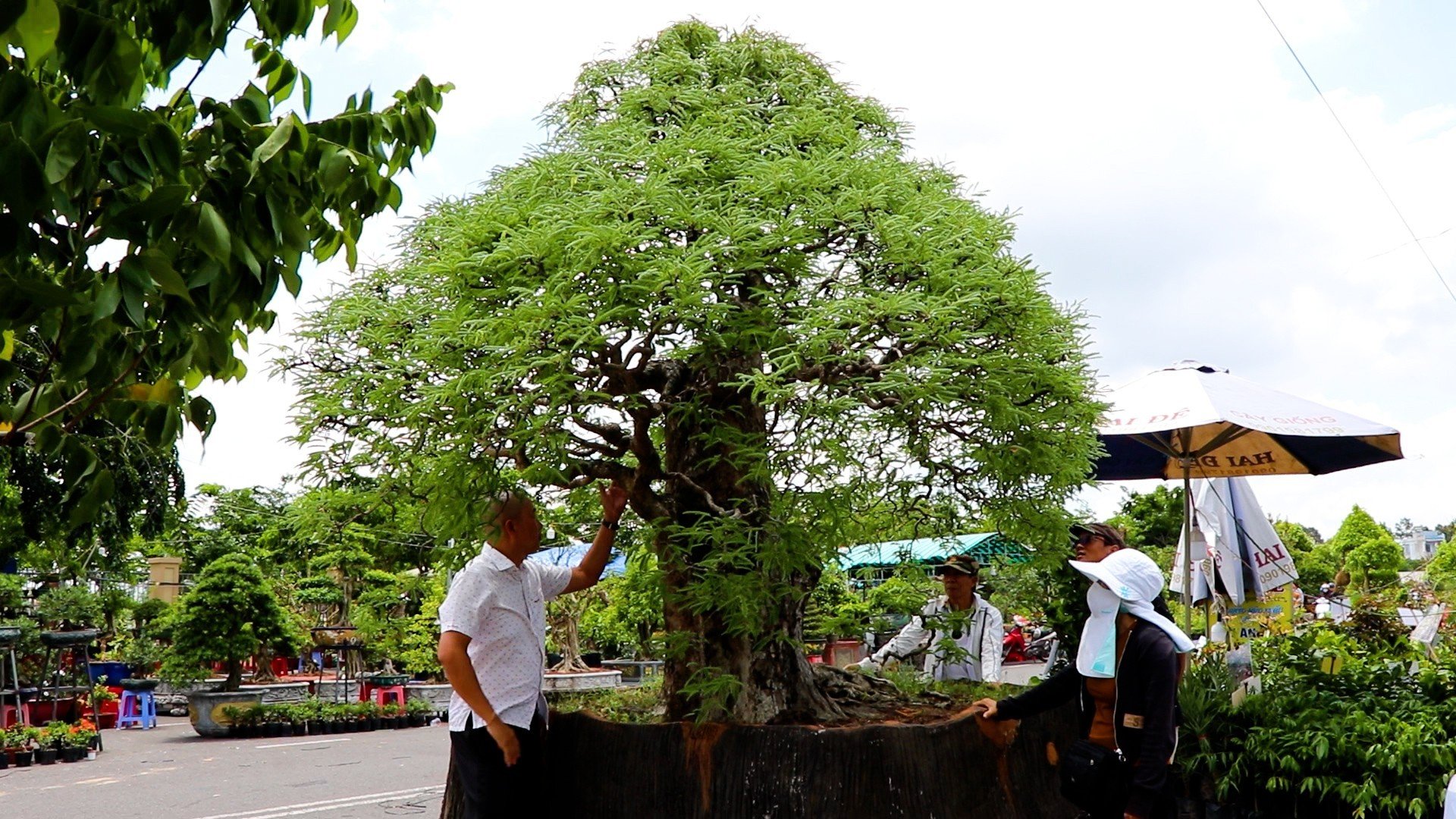 Cây me bonsai khoảng 100 năm tuổi được trưng bày tại hội chợ, có giá bán gần 1 tỷ đồng.