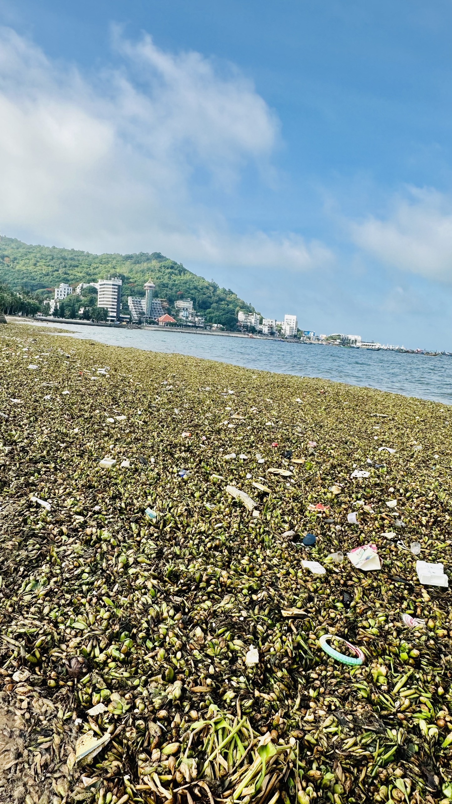 Thay vì màu xanh thì nay những bãi biển Vũng Tàu tràn ngập màu úa của lục bình và các loại rác thải.