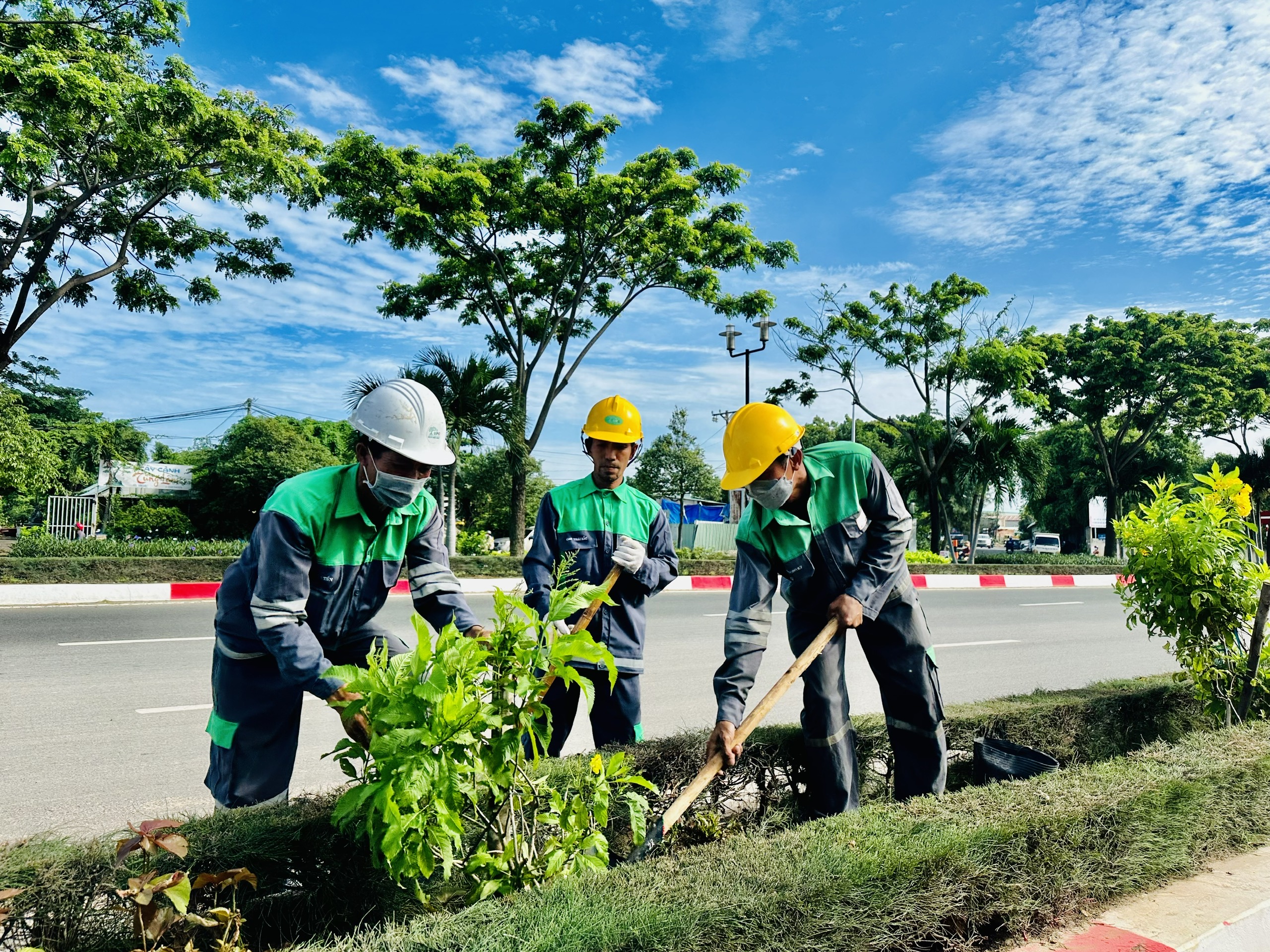 Công nhân UPC trồng cây hoa huỳnh liên trên dải phân cách đường 2/9, TP.Vũng Tàu.