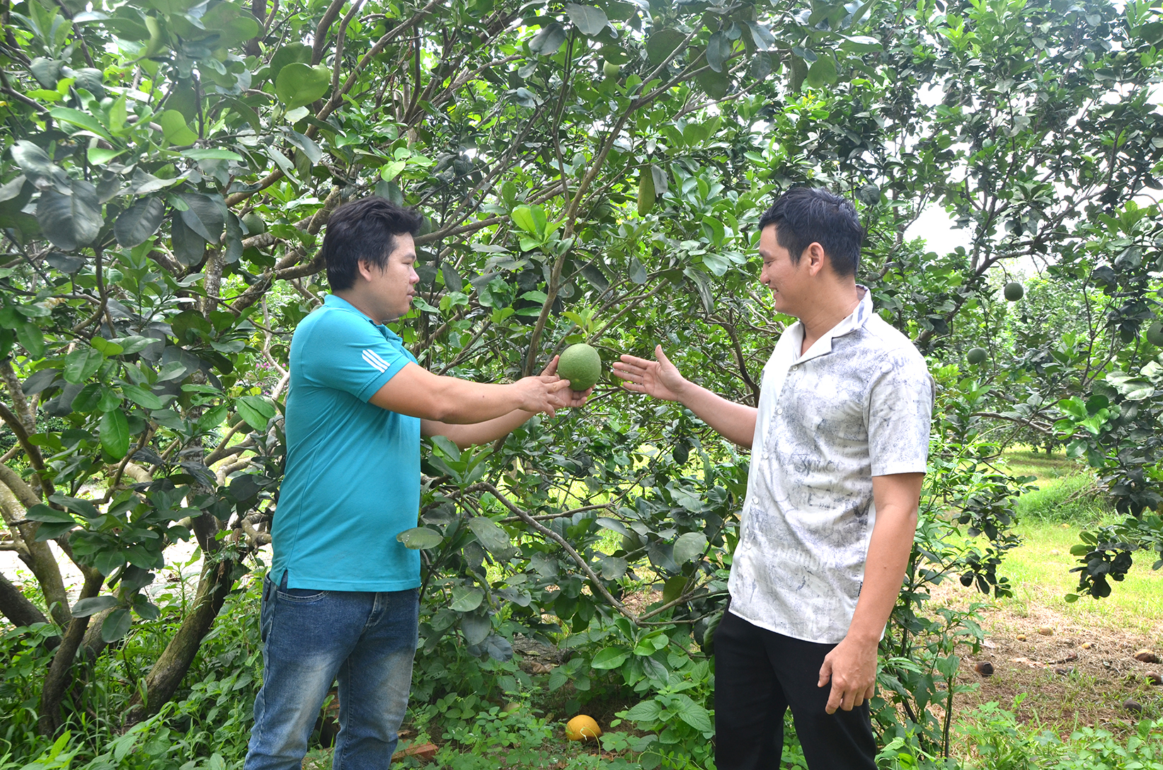 Anh Nguyễn Trọng Trung, Giám đốc HTX Bưởi da xanh Hắc Dịch (phải) chia sẻ kỹ thuật chăm sóc bưởi thành viên HTX.