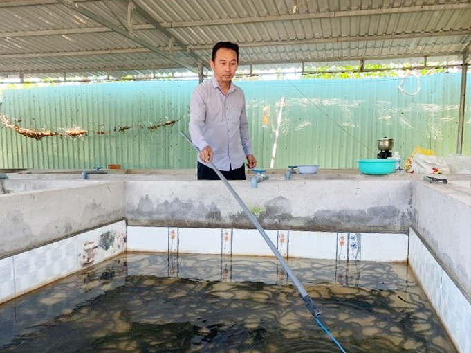Ông Trần Tấn Giang chăm sóc lươn tại trang trại.