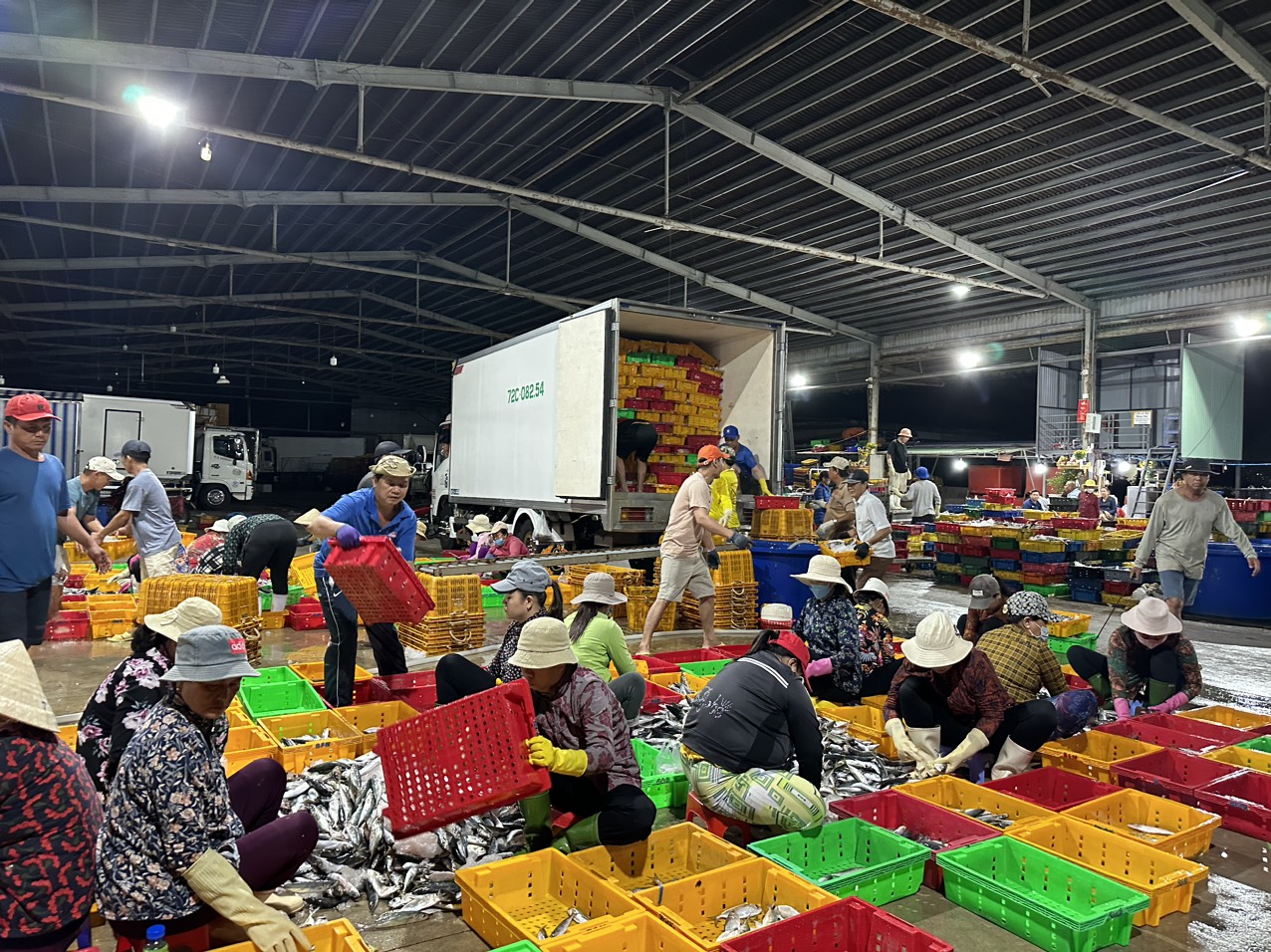 Thu hoạch, phân loại cá sau đánh bắt tại cảng cá Hưng Thái - huyện Long Điền.