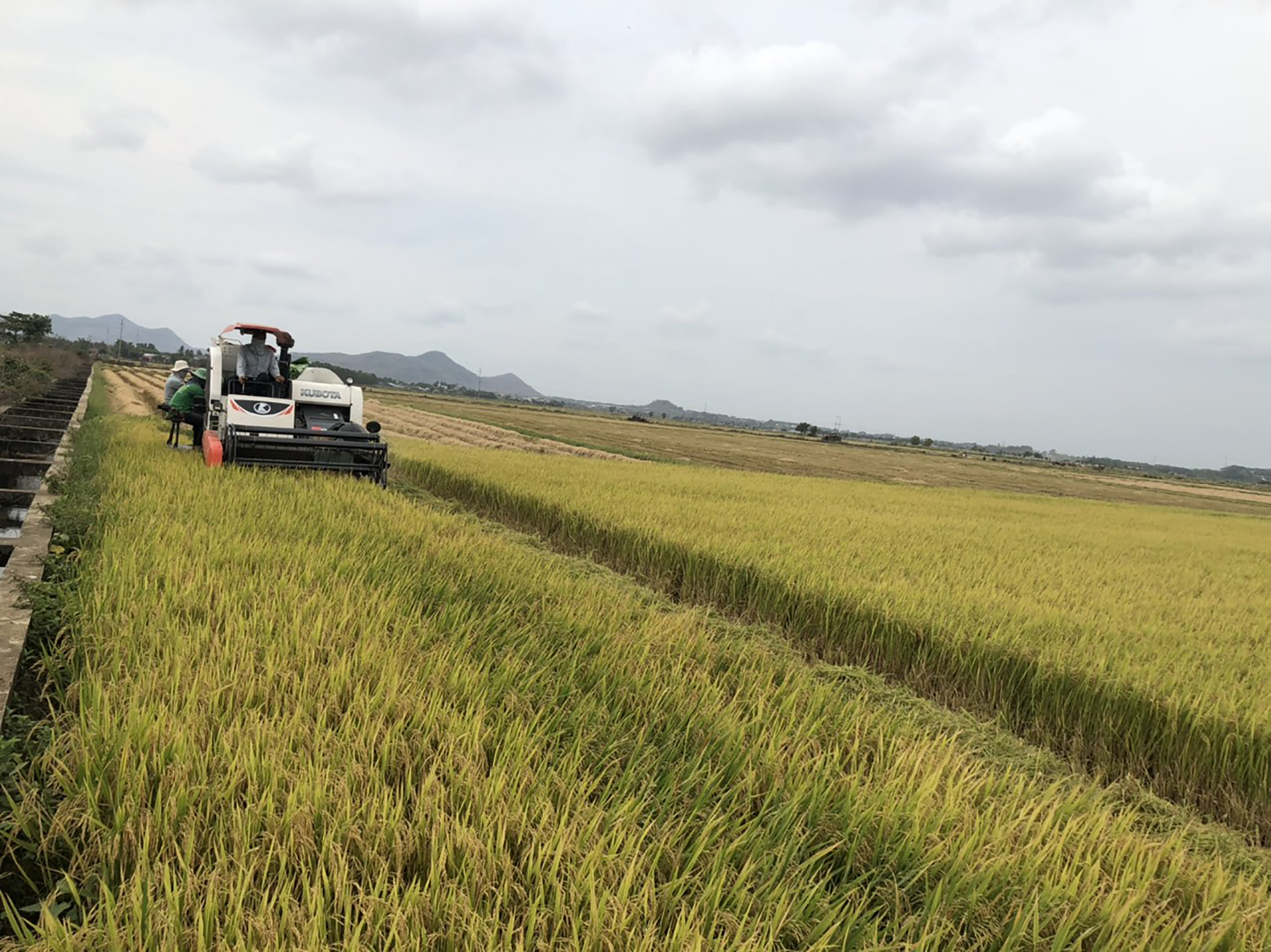 Sau 3 năm thực hiện Chương trình xây dựng NTM giai đoạn 2021-2025, diện mạo nông thôn đã có nhiều thay đổi, đời sống của người dân được nâng lên.  Trong ảnh: Nông dân huyện Long Điền ứng dụng khoa học kỹ thuật trong trồng lúa.