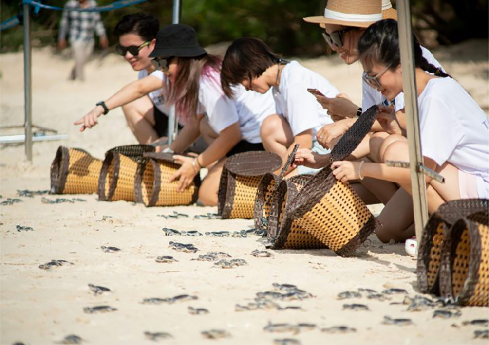 Du khách thả rùa con trở về biển tại Côn Đảo