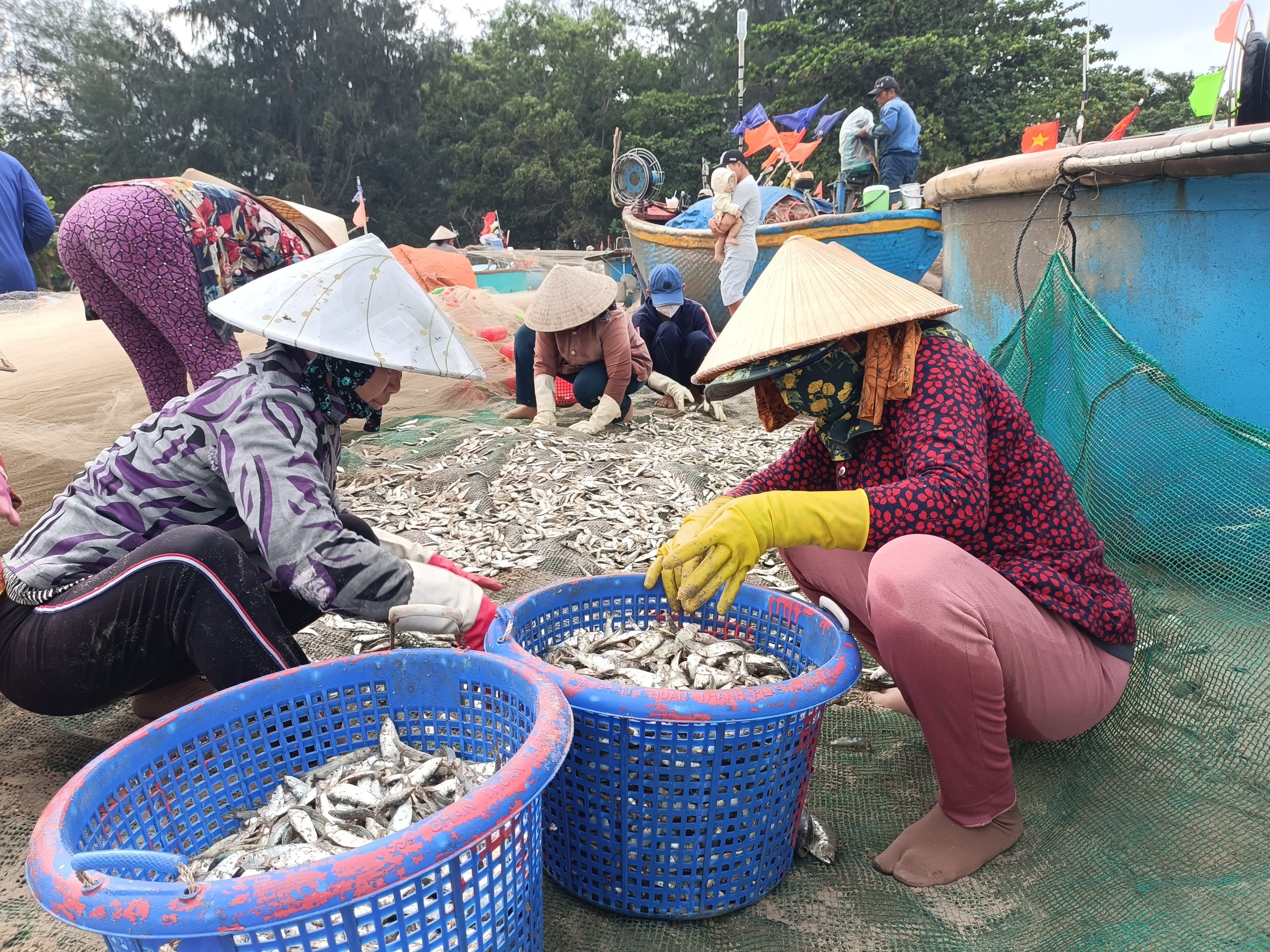 Thương lái thu mua cá trích ở cảng Hương Biển (TT.Long Hải).