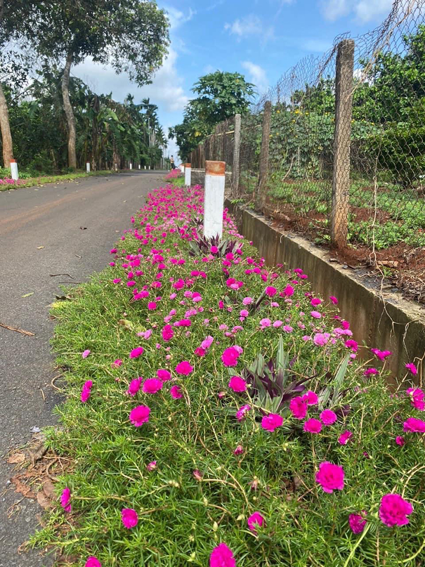 Hoa được trồng trên đường giao thông ở huyện Châu Đức, góp phần tạo điểm nhấn thu hút khách du lịch.