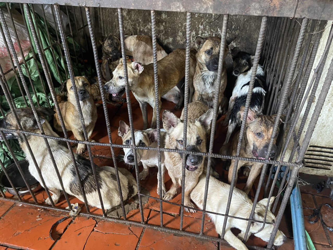 Thời điểm kiểm tra, lực lượng chức năng phát hiện nhiều tài sản (chó) cùng các công cụ thực hiện hành vi trộm chó như bình ác quy, chĩa điện, bột ớt...