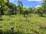 Người bán đất rừng cho khách hàng nói gì?