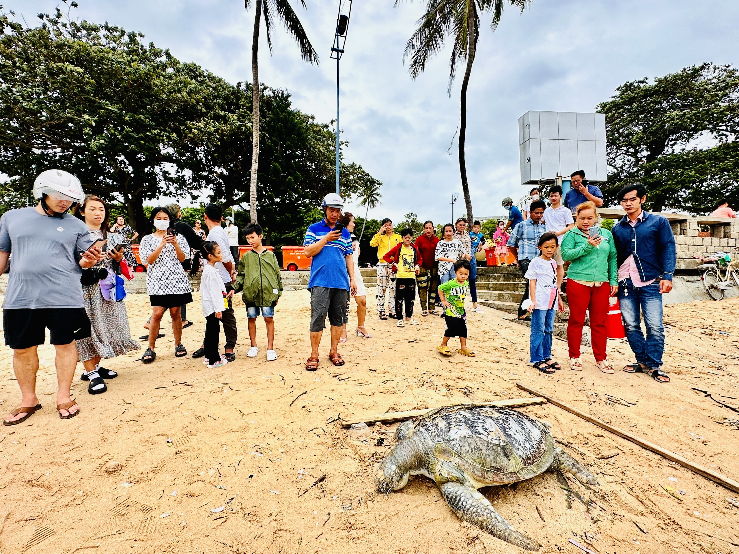 Nhiều người dân và khách du lịch cũng tò mò đến xem cá thể rùa biển trôi dạt vào bờ biển Vũng Tàu