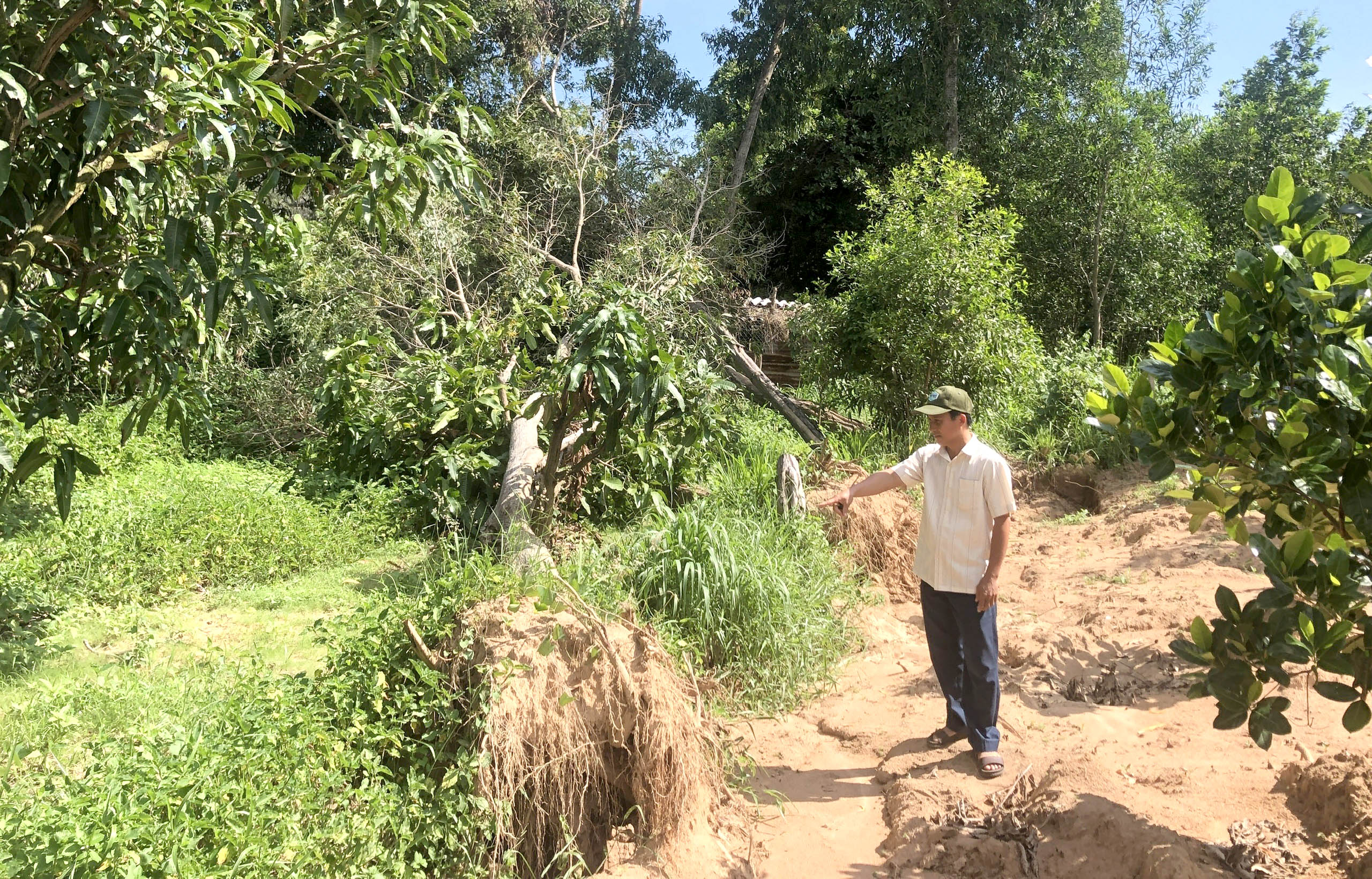 Ông Nguyễn Văn Hòa (ngụ xã Phước Hưng, huyện Long Điền) bức xúc vì hàng tràm bị hàng xóm đào xới gây ngã đổ.