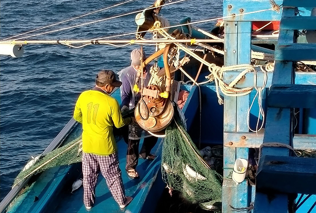 Thu hoạch cá tàu ông Nguyễn Đình Ngọc (phường 2, TP.Vũng Tàu).