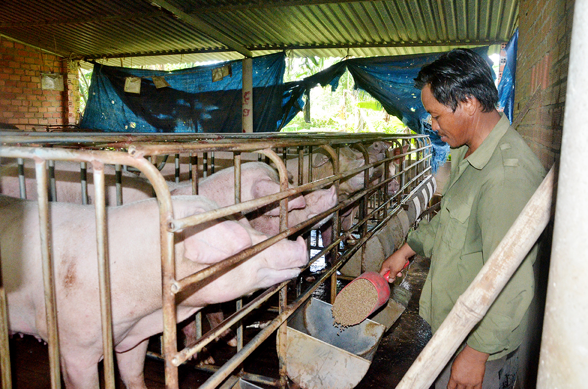 Ông Phan Văn Di chăm sóc đàn heo của gia đình.