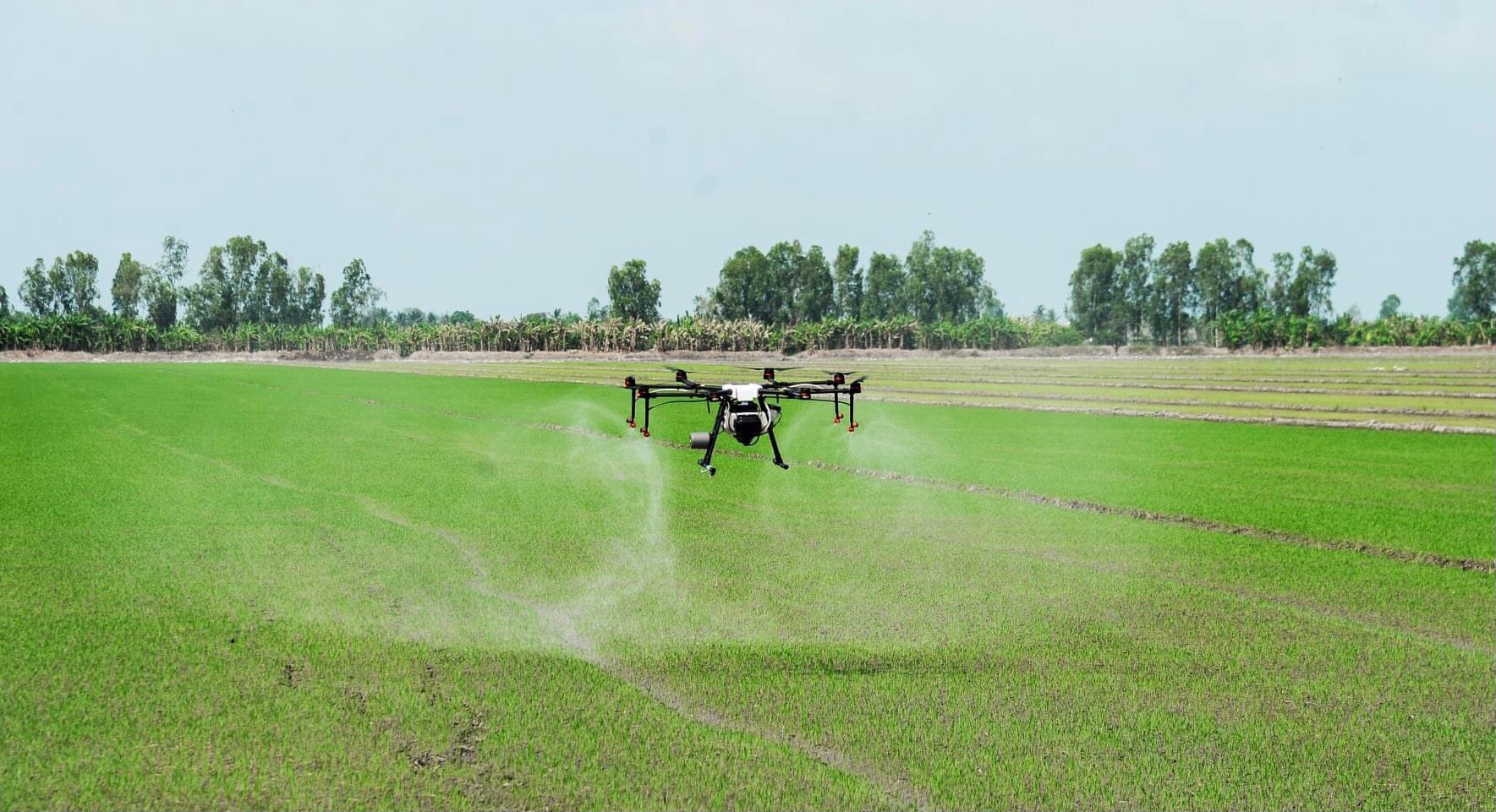 HTX Nông nghiệp ƯDCNC Lá Xanh, TT.Long Điền ứng dụng thiết bị bay không người lái (drone) phun thuốc BVTV trên các cánh đồng xã An Nhứt và TT.Long Điền.