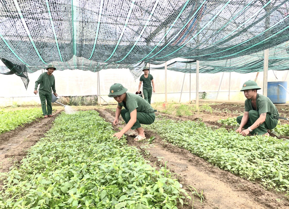Chiến sĩ Đại đội Phòng không 7-Ban CHQS huyện Côn Đảo tăng gia sản xuất.