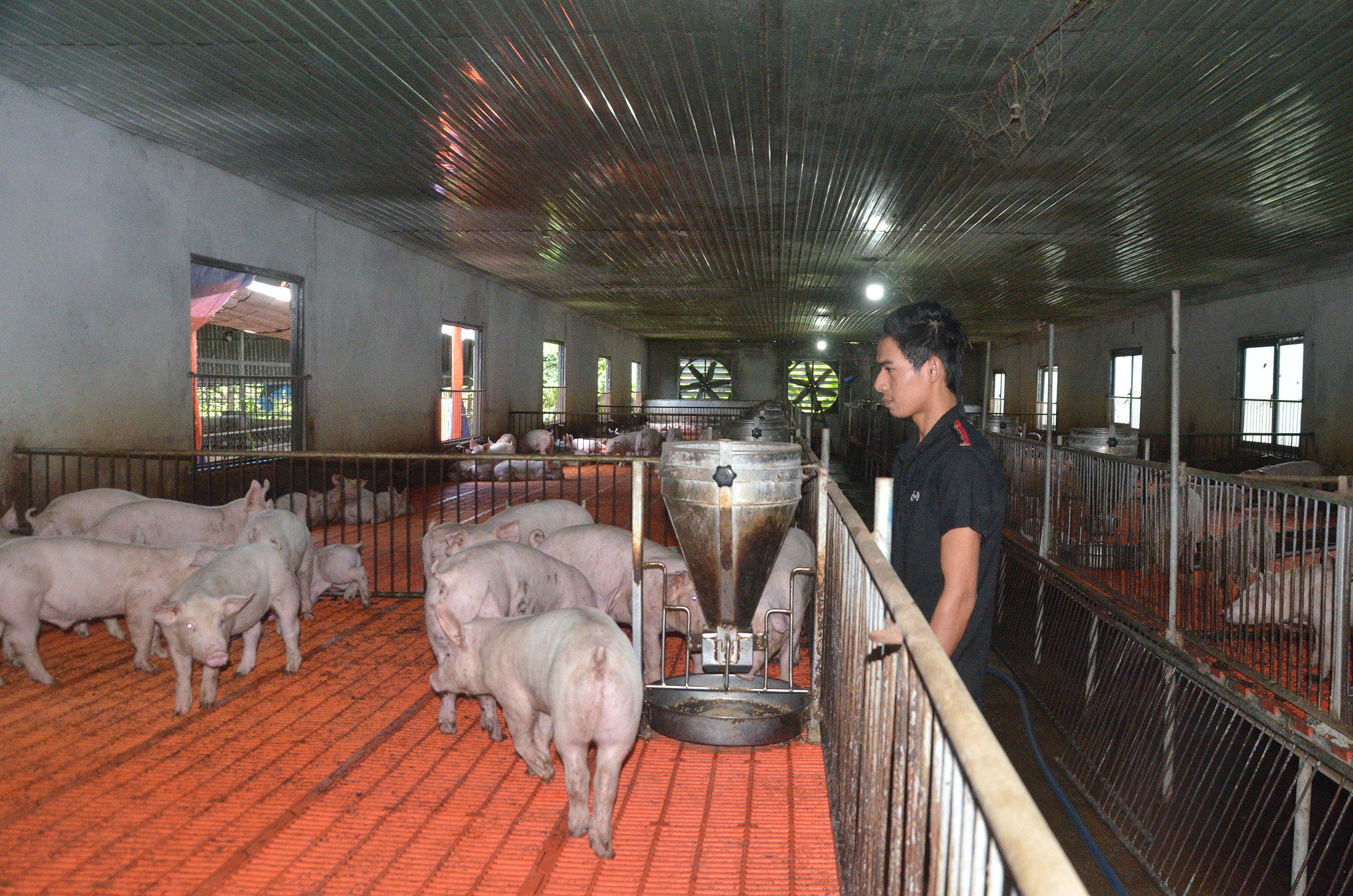 Chăn nuôi tập trung và theo quy mô công nghiệp đã giúp kiểm soát được môi trường và an toàn dịch bệnh. Trong ảnh: Chăn nuôi heo công nghiệp tại trang trại heo ở ấp Sơn Tân, xã Sơn Bình, huyện Châu Đức.