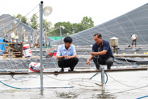 Ông Nguyễn Văn Lạc (phải), chủ cơ sở nuôi tôm CNC Mạnh Cường 2  kiểm tra tôm nuôi.