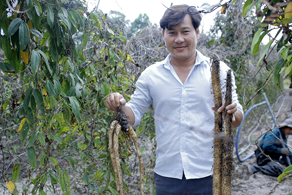 Thu hoạch khoai mài tại gia đình ông  Đinh Công Trường (ấp Hội Mỹ, xã Phước Hội).
