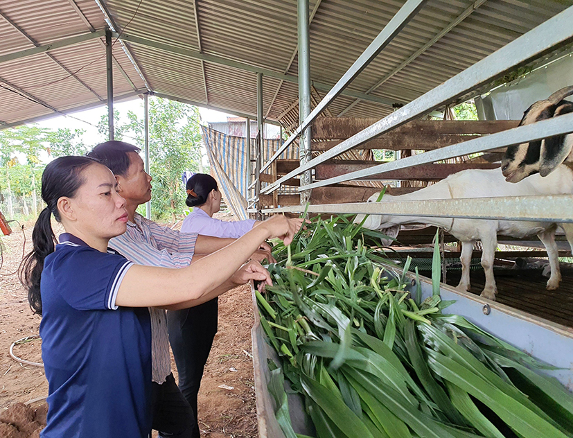 Gia đình chị Lê Thị Hạnh (xã Xuân Sơn, huyện Châu Đức) từng bước thoát nghèo nhờ chăn nuôi dê.