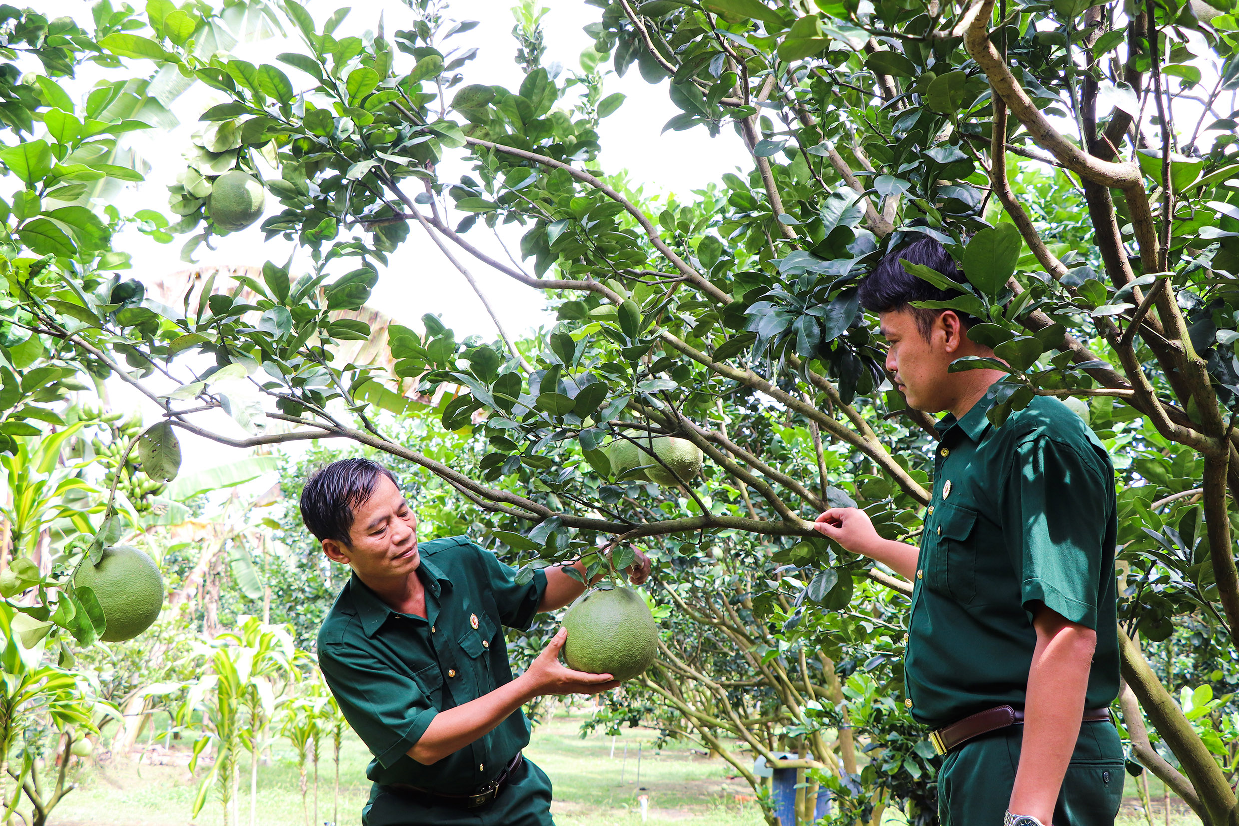 CCB Nguyễn Văn Thanh (bên phải) cho biết, mỗi cây bưởi thu khoảng 200kg trái/năm. Thương lái vào tận vườn thu mua từ 18-25.000 đồng/kg.