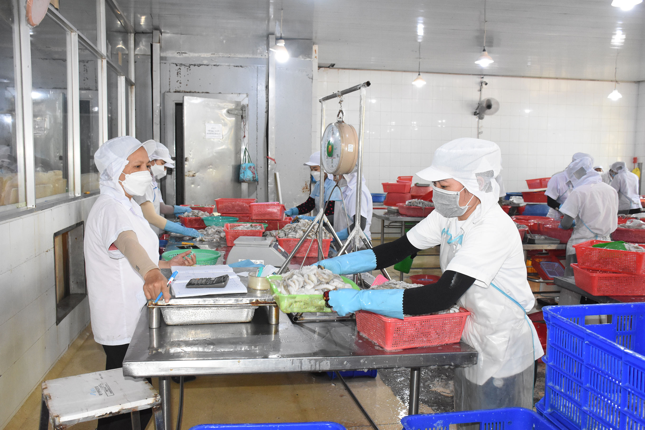 Công nhân thực hiện phân loại hải sản tại Công ty TNHH Hoàng Thành Chung (phường 12, TP. Vũng Tàu).