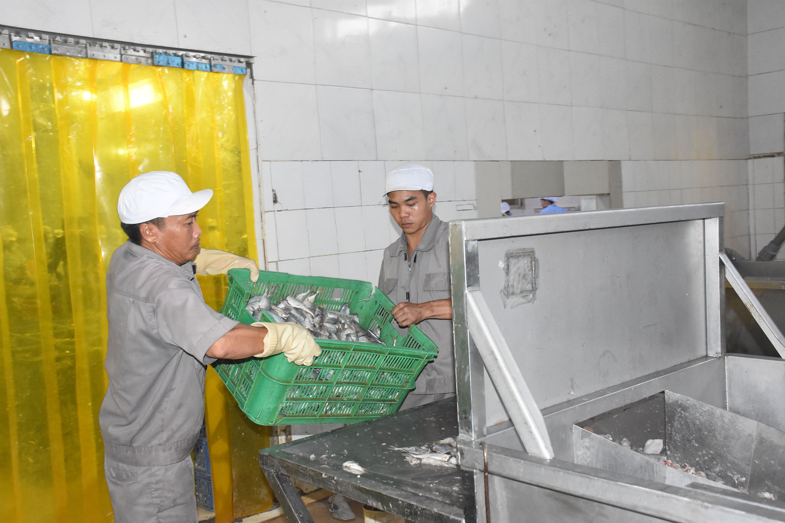 Chế biến hải sản là một trong những ngành kinh tế chủ lực của tỉnh, vì vậy các DN chế biến hải sản kiến nghị tỉnh, thành phố tạo điều kiện thuận lợi để hoạt động. Trong ảnh: Công nhân chuẩn bị nguyên liệu để sản xuất surimi tại Công ty CP thủy sản Cá Vàng.