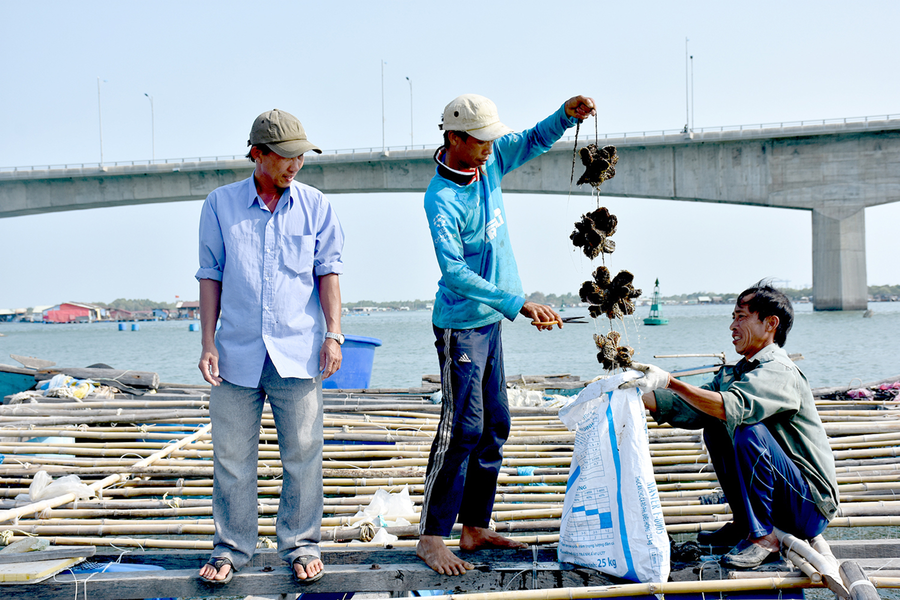 Thu hoạch hàu trên sông Chà Và.