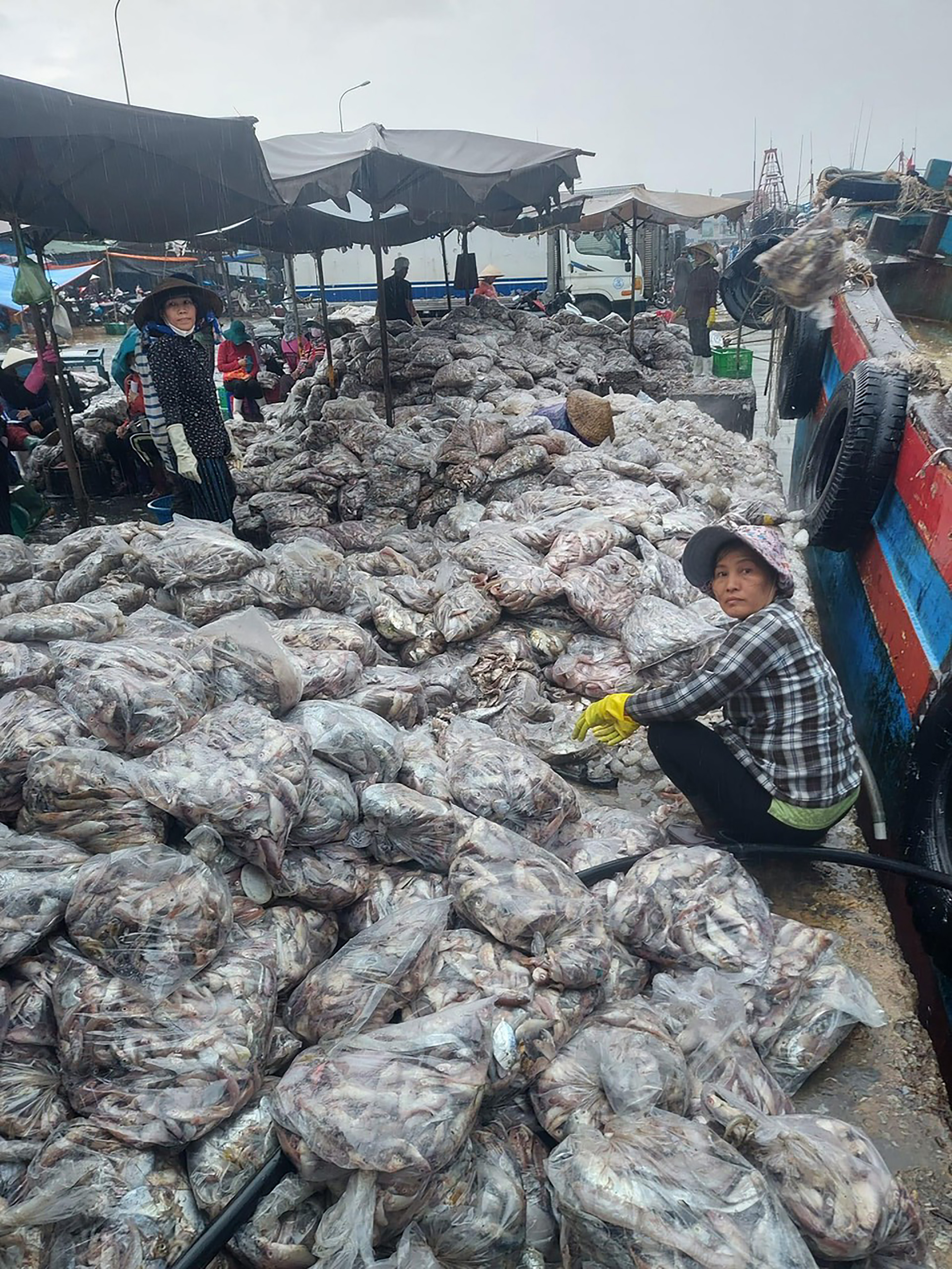 Hải sản đánh bắt cập Cảng Tân Phước (huyện Long Điền) thời gian gần đây chủ yếu là các loại cá nhỏ, cá phân dùng làm thức ăn chăn nuôi, giá trị kinh tế thấp.