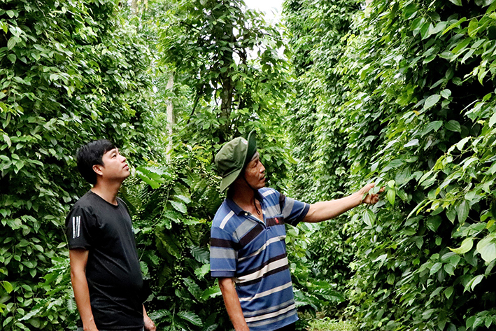 Tiêu rớt giá, ông Lê Tuấn Nin (phải, thôn Tân Bình, xã Bàu Chinh, huyện Châu Đức) chỉ còn duy trì vườn tiêu 1,2ha, giảm gần một nửa so với trước đây.