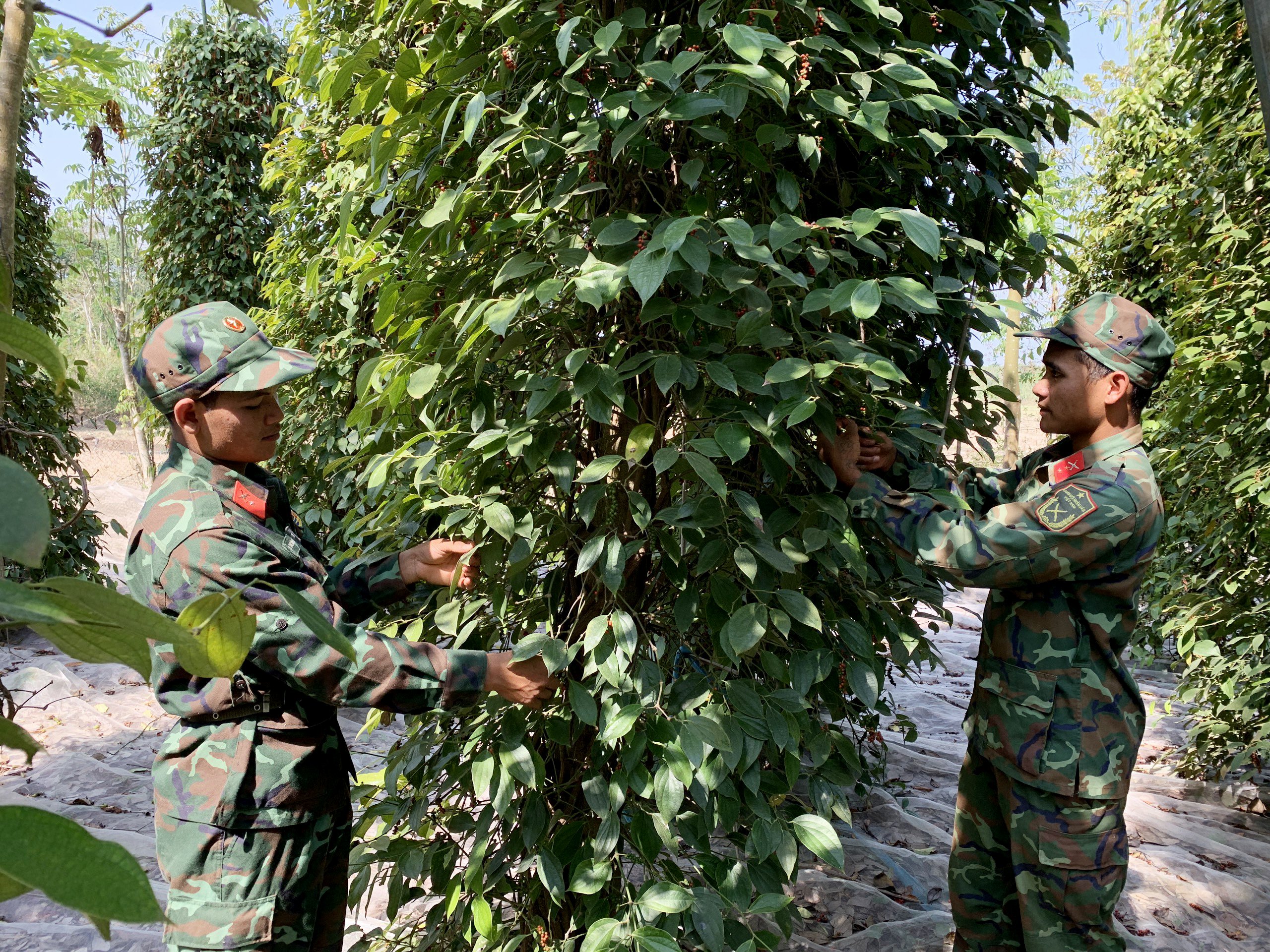 Giá tiêu xuống thấp khiến nông dân không còn mặn mà với cây tiêu. Trong ảnh: Bộ đội giúp dân thu hoạch tiêu khi tiêu rơi vào tình trạng rớt giá, giá nhân công thu hoạch tăng cao.