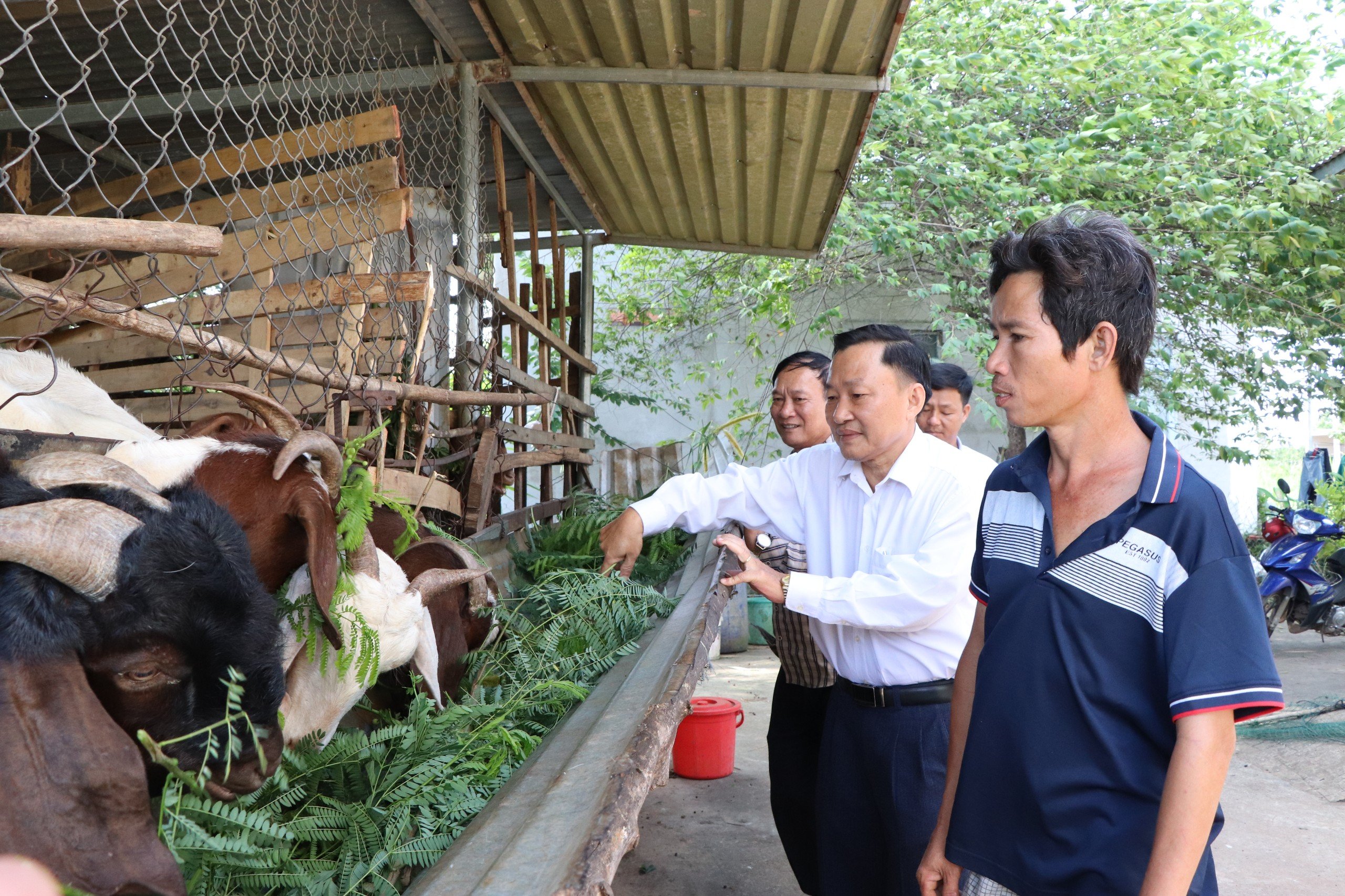 Lãnh đạo Hội Nông dân huyện Châu Đức đến thăm mô hình nuôi dê  sinh sản của hội viên Huỳnh Văn Tí, thôn 4, xã Suối Rao.