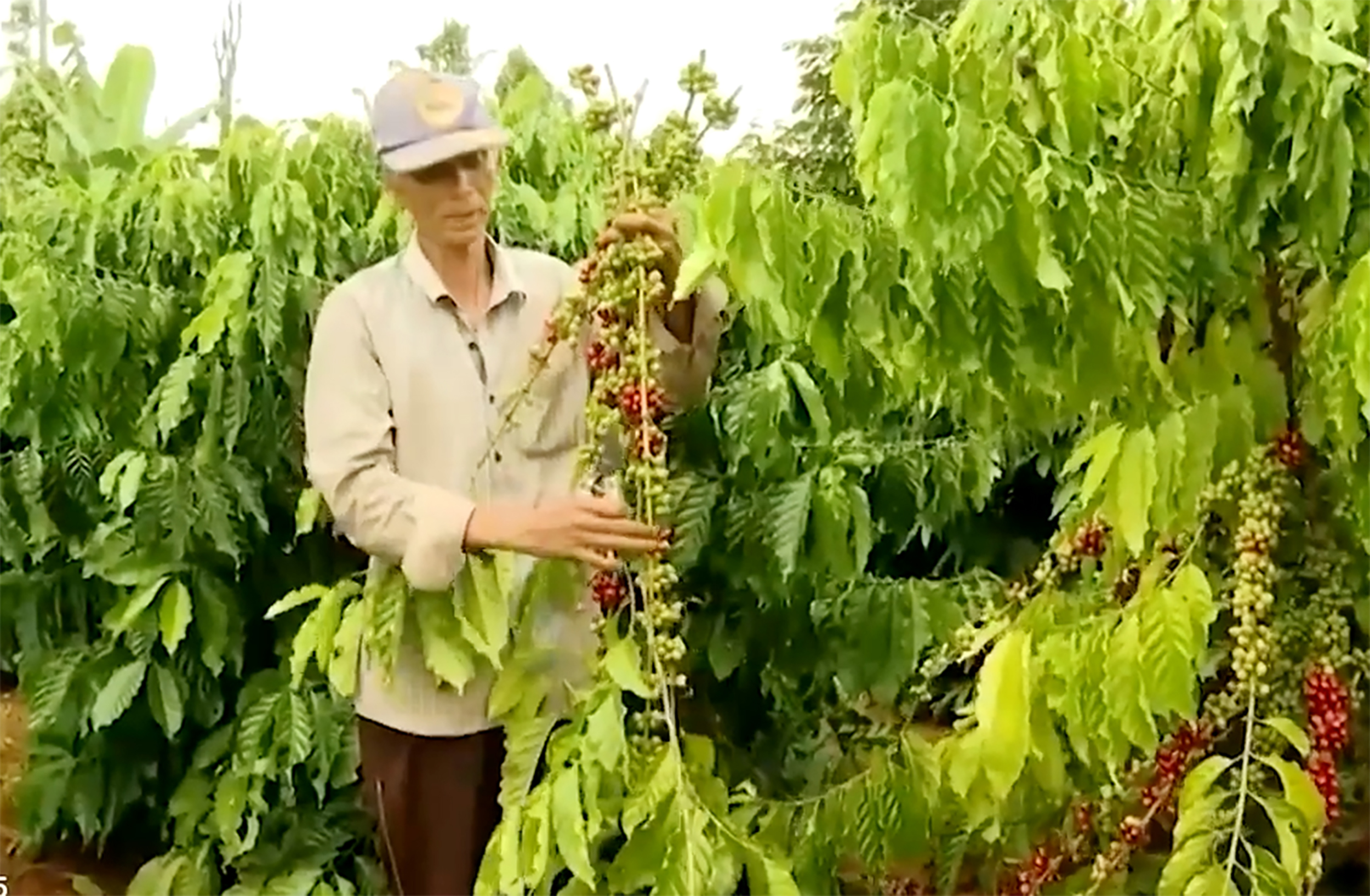 Ông Lê Hoàng (thôn 3, xã Láng Lớn, huyện Châu Đức) chăm sóc  vườn cà phê của gia đình.