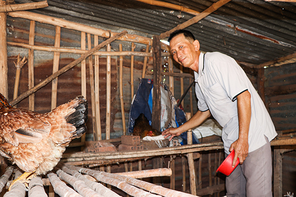 Ông Lý Văn Ninh, ấp Phú Lộc (huyện Xuyên Mộc) cho biết, nuôi gà ta thả vườn cho đẻ trứng, lựa gà đẹp mới thiến, nên gà ttrống thiến của gia đình ông rất được khách hàng ưa chuộng.