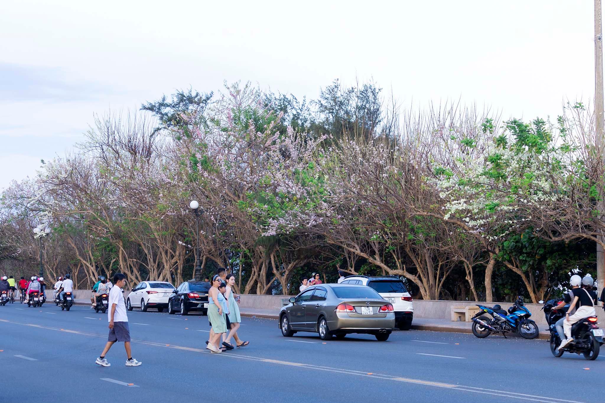 Hoa đỗ mai nở rực bên dốc Nghinh Phong.