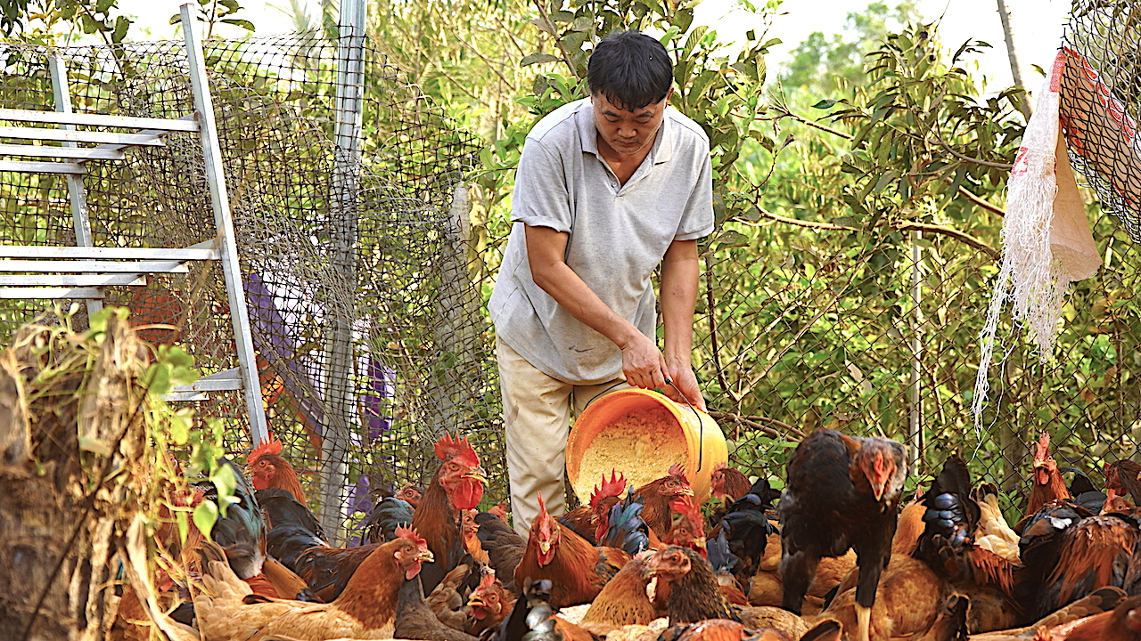 Trại gà của ông Nguyễn Văn Hà (SN 1972, xã Sơn Bình) hiện nuôi khoảng 4.000 con gà. Trại gà không sử dụng thức ăn công nghiệp mà chỉ sử dụng các phụ phẩm nông nghiệp như bắp, mì, bã đậu, bã rượu…