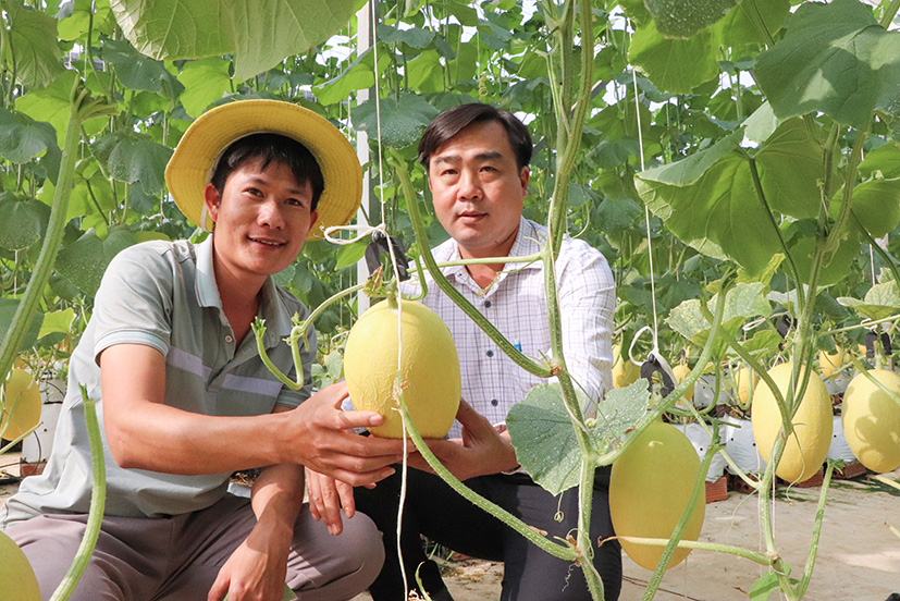 Phó Chủ tịch UBND xã Láng Lớn Nguyễn Ngọc Nam Ai (bên phải) đến tham quan mô hình sản xuất dưa lưới theo hướng VietGAP của Nông trại Green Farm.