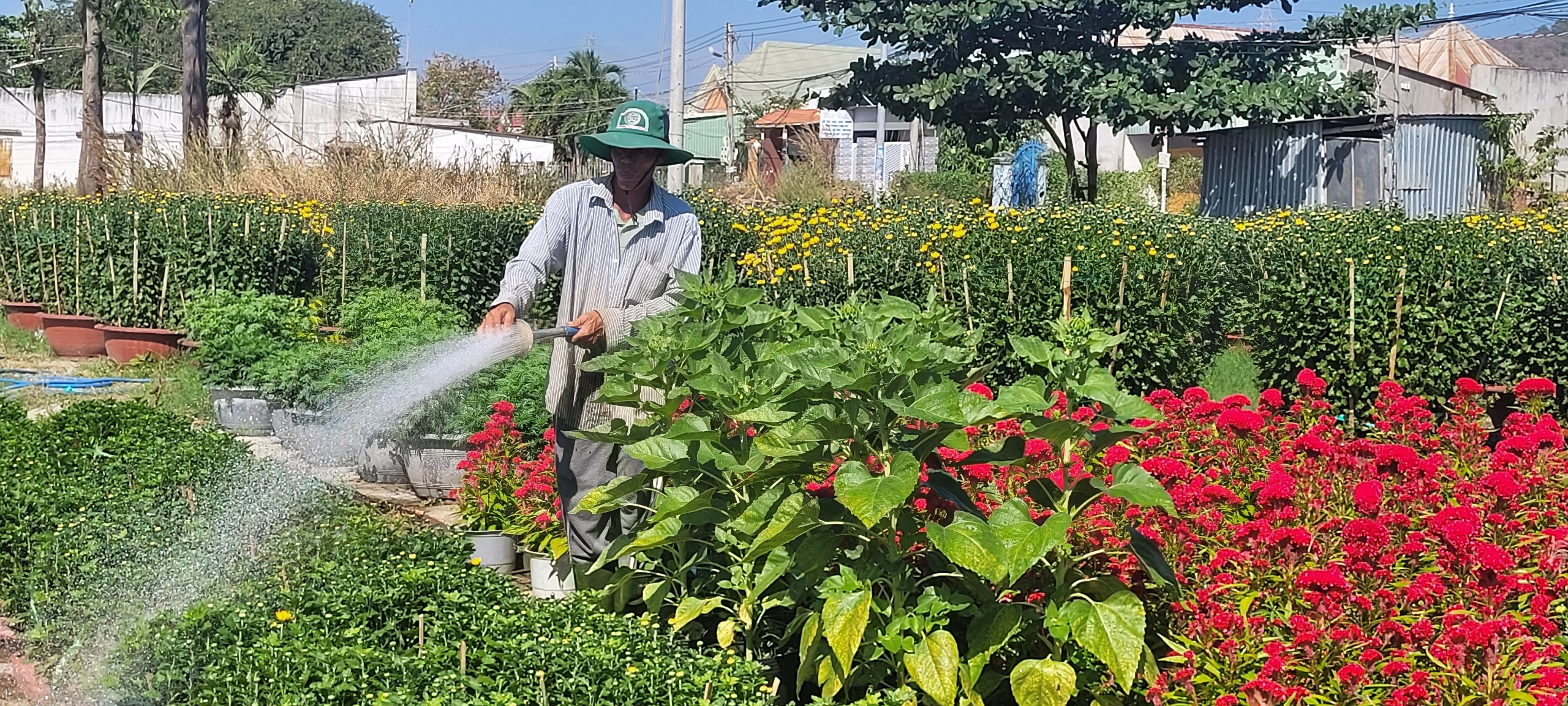  Nông dân làng hoa Kim Dinh chăm sóc hoa Tết.