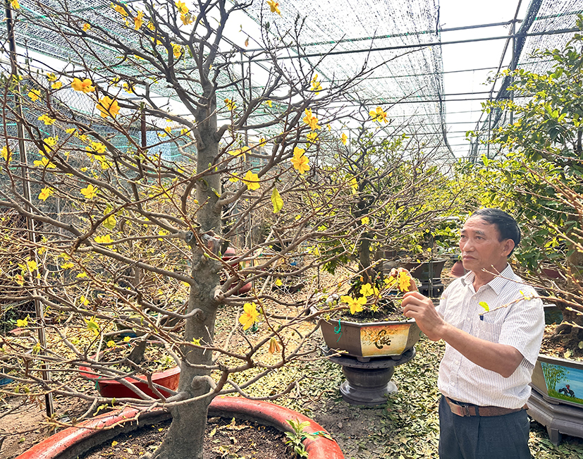 Ông Phan Bá Thế, Chủ vườn mai Bá Thế chuẩn bị mai cho khách thuê chơi Tết.