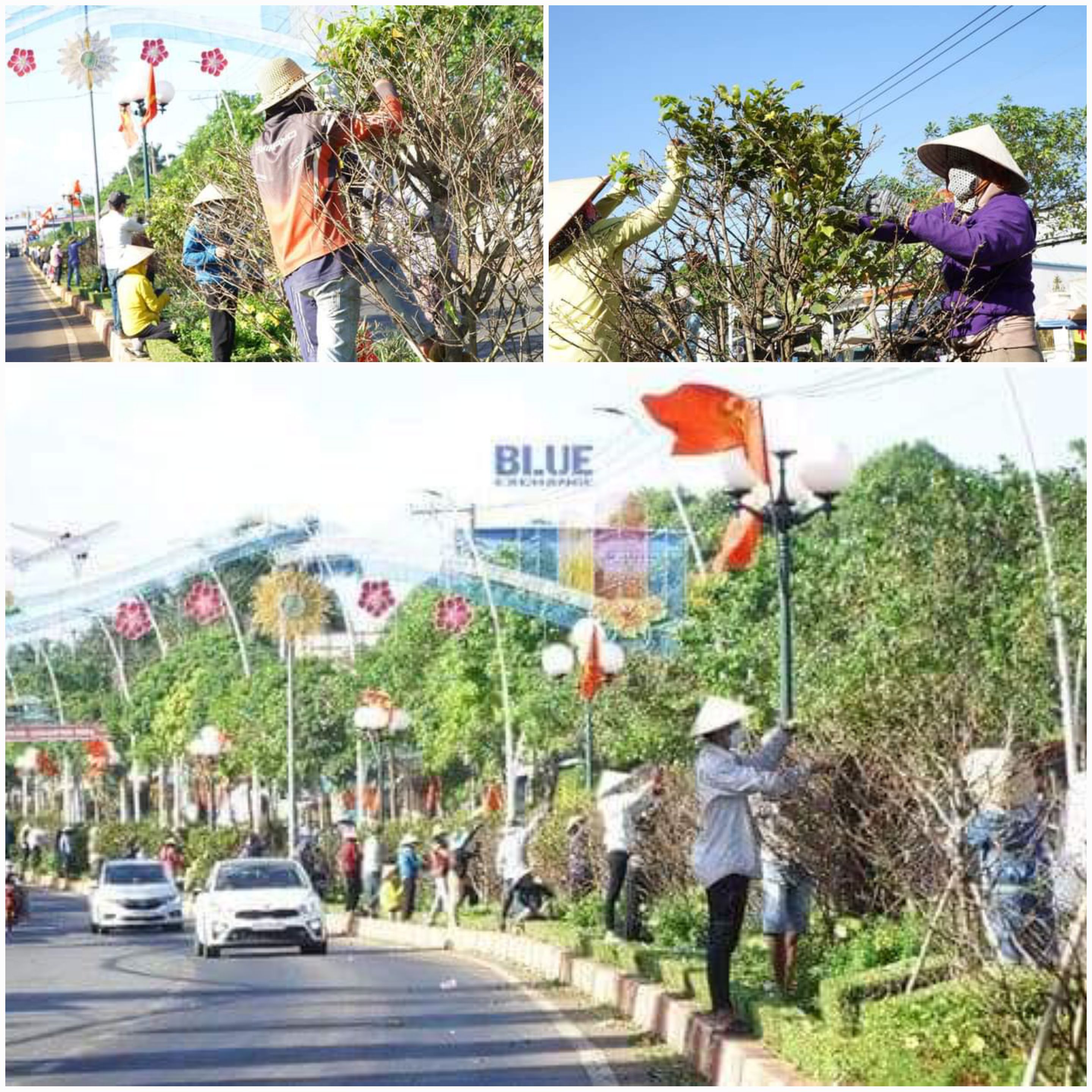 Các khâu chăm bón phân, vặt lá, tưới nước… được huyện giao cho các đơn vị, cá nhân chăm chút kỹ để bảo đảm cho các cây mai phát triển khoẻ mạnh với chiều cao trung bình mỗi cây từ 1,5-2 mét và nở nhiều hoa trong đúng dịp Tết.