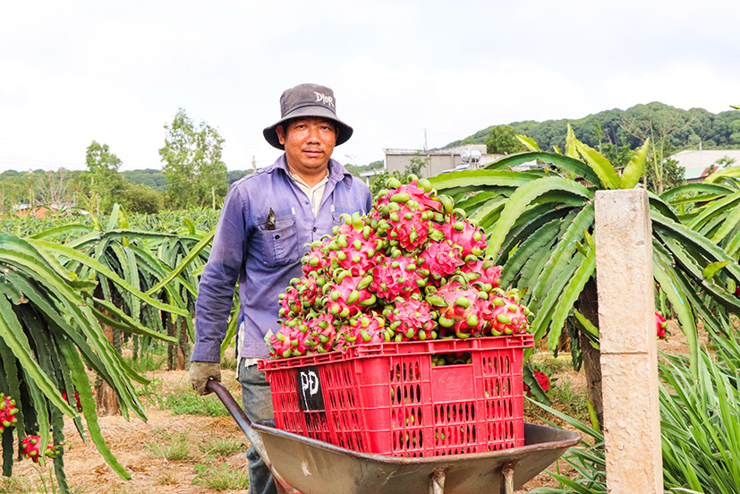 HTX Sản xuất - Dịch vụ - Nông nghiệp Xuân Trường thu hoạch thanh long trái vụ.