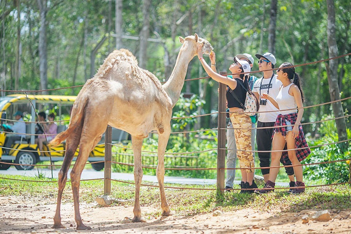 Khách du lịch vui đùa với động vật trong khu Safari Phú Quốc.