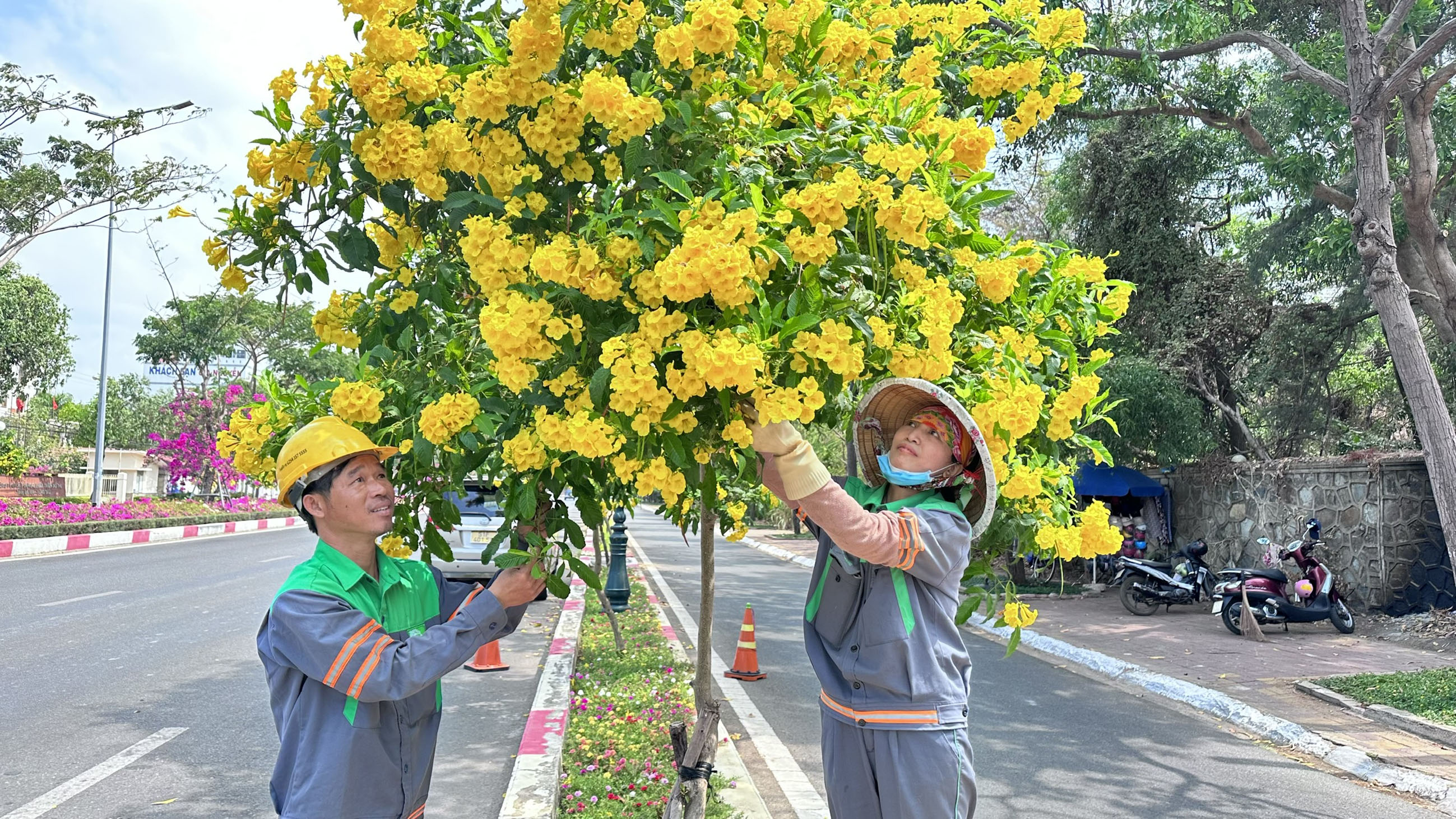 Để có những cây hoa đẹp, những đường phố xanh tươi là nhờ bàn tay chăm sóc của công nhân cây xanh. Trong ảnh: Công nhân UPC chăm sóc cây huỳnh liên trên đường 3/2.