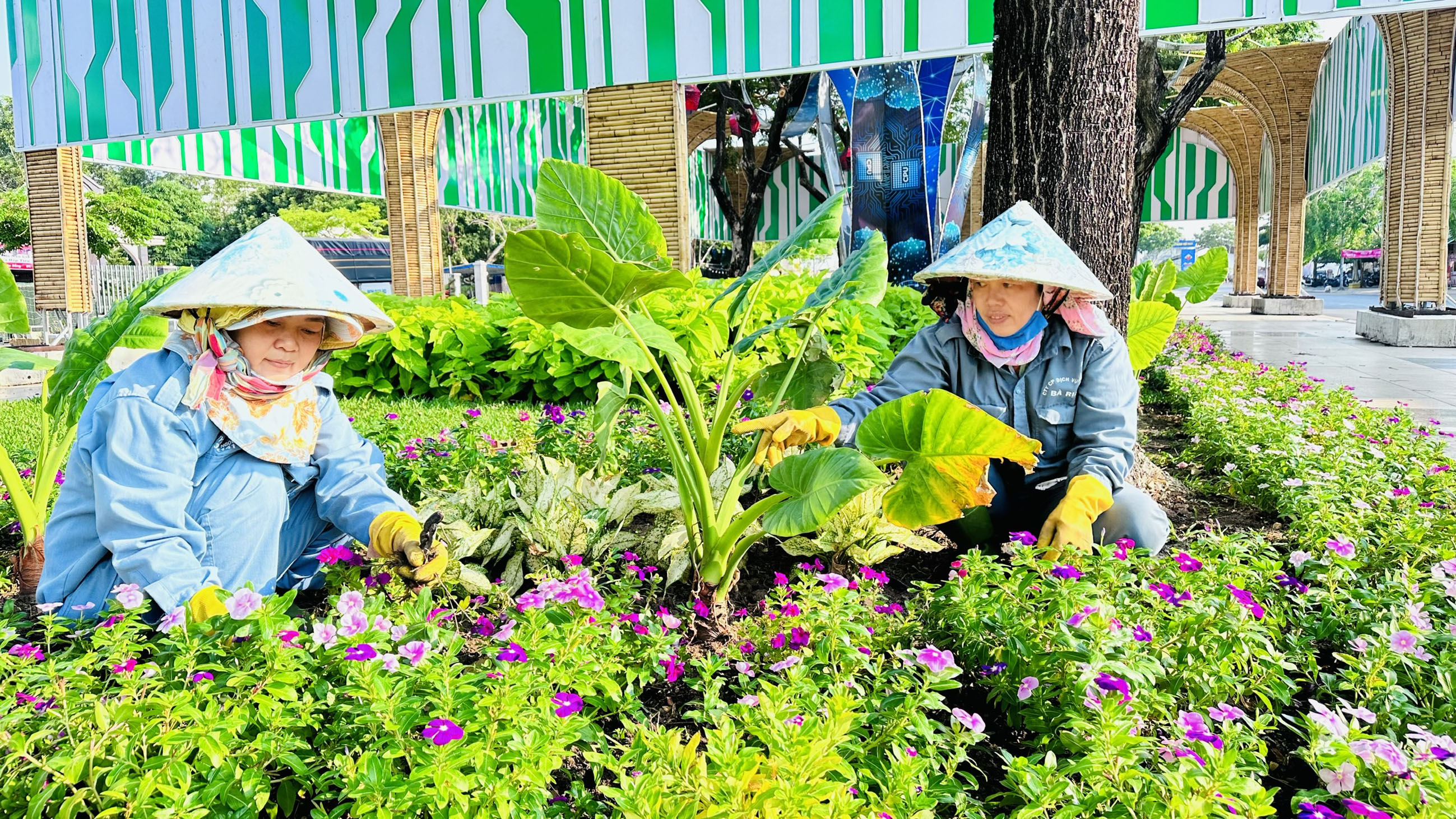 Công nhân Công ty CP dịch vụ đô thị Bà Rịa chăm sóc cây hoa cảnh trên đường Phạm Văn Đồng, TP. Bà Rịa.
