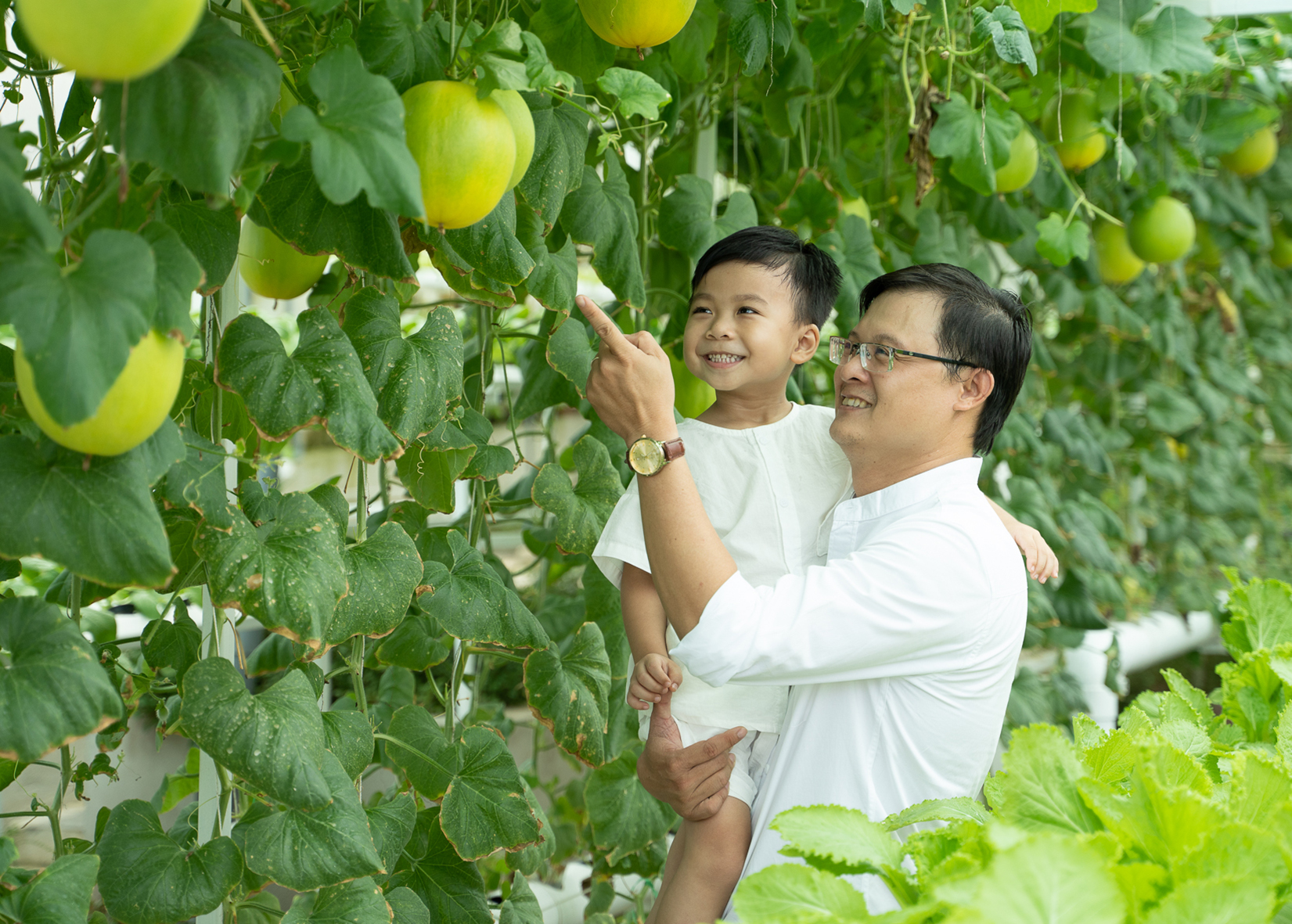 Vườn rau xanh an toàn phục vụ tham quan và dùng chế biến bữa ăn cung cấp cho du khách.