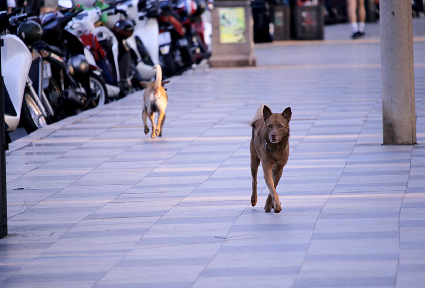 Chó thả rông chạy trên đường Quang Trung, TP. Vũng Tàu không có người dẫn, tiềm ẩn rủi ro gây tai nạn giao thông.