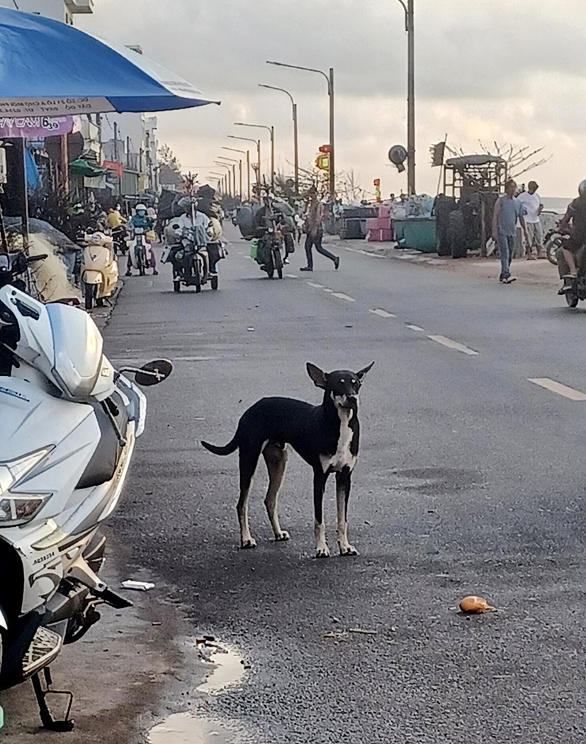 Chó thả rông không rọ mõm, không người trông coi nơi công cộng luôn là mối ẩn họa. Trong ảnh: Chó thả rông trên đường tại TT. Phước Hải, huyện Đất Đỏ.