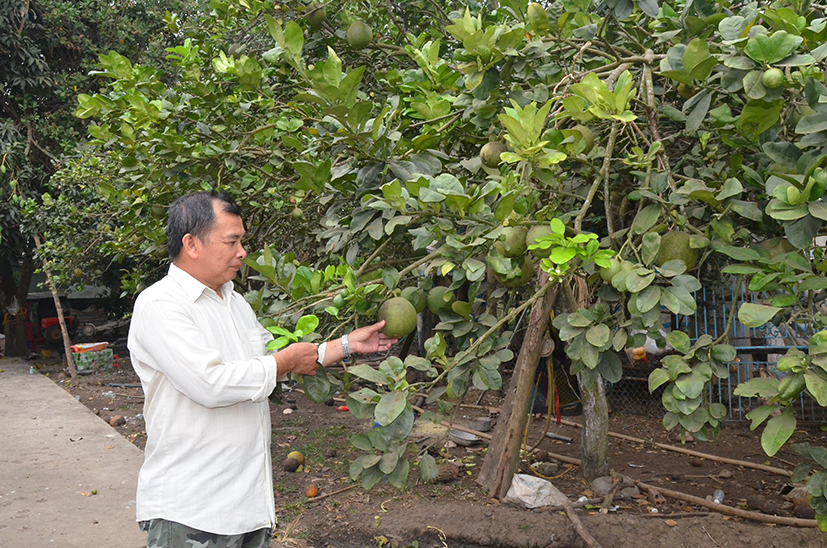 Ông Thùng Tống Sình (dân tộc Hoa, tổ 2, ấp Sông Xoài 2, xã Sông Xoài) chăm sóc vườn bưởi của gia đình.