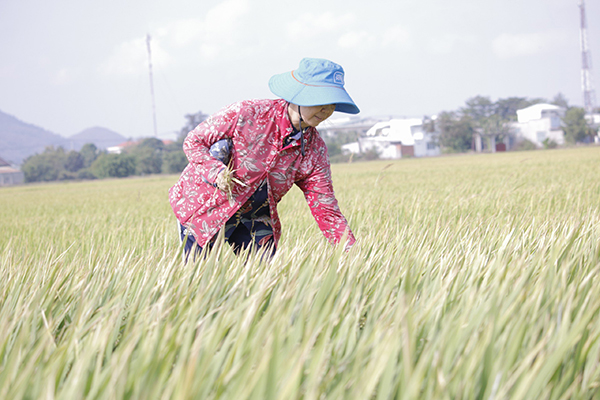 Nông dân xã An Nhứt (huyện Long Điền) chăm sóc lúa trồng  theo hướng VietGAP.